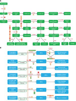 Corrigendum: Integrated analysis of transcriptome and metabolome reveals the mechanism of chlorine dioxide repressed potato (Solanum tuberosum L.) tuber sprouting